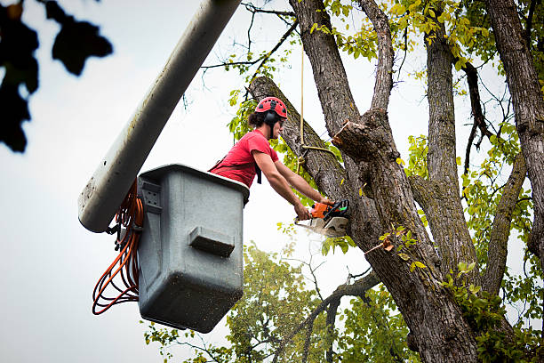 Trusted Barnesville, MN Tree Removal and Landscaping Services Experts